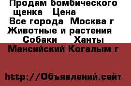 Продам бомбического щенка › Цена ­ 30 000 - Все города, Москва г. Животные и растения » Собаки   . Ханты-Мансийский,Когалым г.